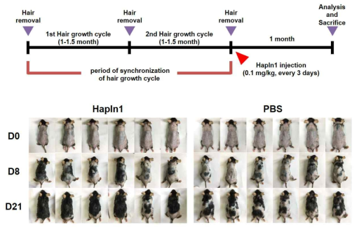 마우스의 모발 성장에 대한 HAPLN1의 복강 전신 투여의 효과