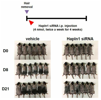 마우스의 모발 성장에 대한 HAPLN1 siRNA의 복강 전신 투여의 효과 확인