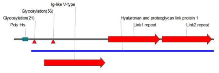 N-terminal에 His tag이 있는 HAPLN1 construct