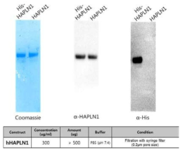 TEV protease로 His tag을 제거한 HAPLN1 단백질 정제 결과