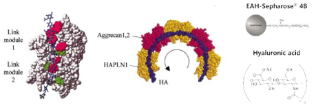 Hyluronan과 HAPLN1의 결합을 나타내는 모식도