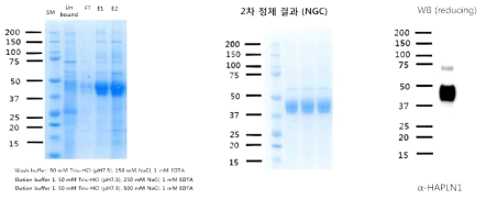 HA-affinity resin을 이용한 정제 결과