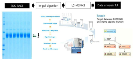 재조합 인간 HAPLN1 단백질 서열 분석 흐름도