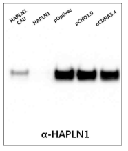CHO 세포주 개발용 HAPLN1 일시 발현 결과
