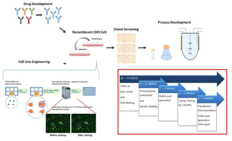 CHO 세포주 개발 흐름도