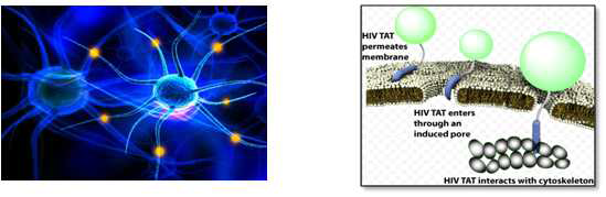 HIV 바이러스 세포감염 HIV 바이러스 Tat-Peptide