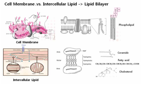 세포막과 피부 세포 간 지질 구조 비교