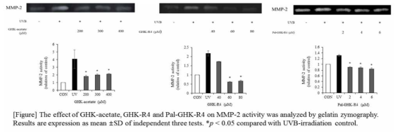 MMP-2 활성 억제 (Gelatin zymography)