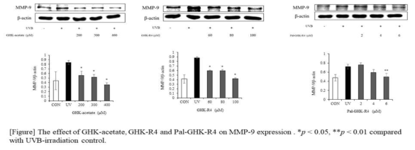 MMP-9 단백질 발현 억제 효과 (Western blot)