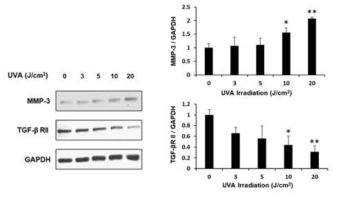 UVA 조사에 의한 MMP-3와 TGF-β RⅡ의 증감