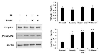 Hapln1 또는 히알루론산의 TGF-β RⅡ와 proCOL 1A2에 대한 영향