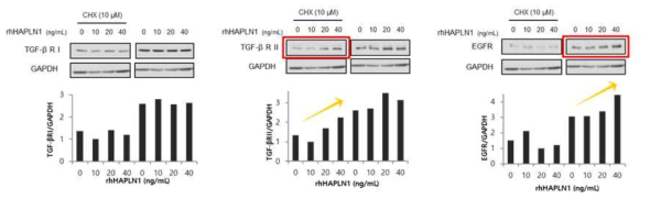 TGF-β1 및 EGF 신호전달체계상 핵심인자 변화