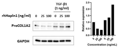 Hapln1에 의한 Pro-COL1A2의 증가