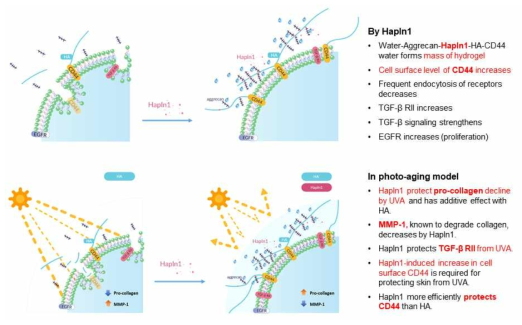 Hapln1의 자연노화 및 광노화 방어 기전