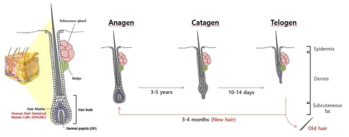 모낭의 구조 및 모발 성장주기