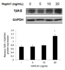 인간 모모세포에서 HAPLN1에 의한 TGF-βRⅡ 단백질 증가 확인