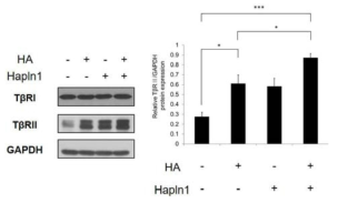 인간 모모세포에서 HAPNL1 또는 HA에 의한 TGF-βRⅡ 단백질 증가 확인