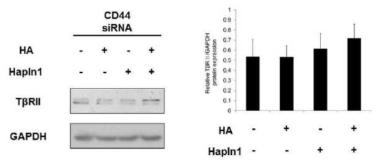 CD44가 결핍된 인간 모모세포에서 TGF-βRⅡ 단백질 농도에 대한 HAPLN1 및 HA의 효과