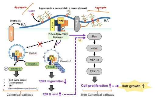 Hapln1의 모모세포 증식 및 모발 성장 촉진 기전