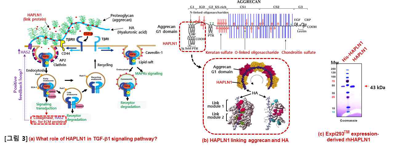 (a) What role of HAPLN1 in TGF-β1 signaling pathway? (b) HAPLN1 linking aggrecan and HA (C) Expi293TM expression-derived rhHAPLN1