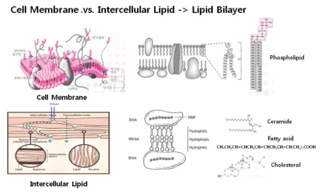 세포막과 피부 세포간 지질 구조 비교