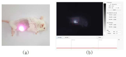 개발한 광열영상 이미징 모듈을 이용한 동물 지원 결과. (a) 종양 모델인 화이트 마우스(Balb/c)에 808 nm의 광원을 조사한 이미지, (b) 개발 시스템을 통해 획득된 결과 이미지