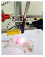 암 모델 마우스에 레이저 조사