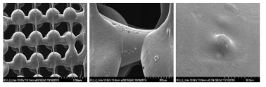 PCL과 TCP를 혼합하여 제작한 기능성 인공지지체의 SEM 결과