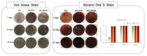 세포를 배양한 인공지지체의 Alizarin red s 염색 결과 7일차에서 PCL로 제작한 인공지지체보다 기능성이 부여된 인공지지체에서 더 빠른 골 분화가 유도됨을 확인. Vonkossa 염색으로 골 분화 정도를 확인한 결과 7일차에 TCP가 포함된 기능성 인공지지체에서 더 빠른 골 분화가 유도됨