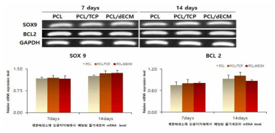 생분해성소재 인공지지체에서 배양된 줄기세포의 SOX9, BCL2 mRNA 발현을 나타냈었고(위), 발현양을 수치화 한 그래프 결과(아래)