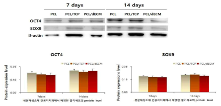 생분해성소재 인공지지체에서 배양된 줄기세포의 OCT4, SOX9 마커의 단백질 발현을 나타내었고(위), 발현양을 수치화 한 그래프 결과(아래)