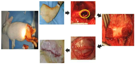 토끼 뒷다리에 이식을 위한 결손부를 제작하는 과정 및 이식 후의 동물 관찰 모습