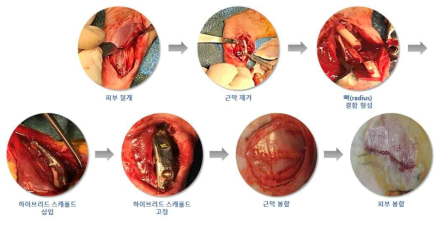 토끼 앞다리 radius 결손부위에 하이브리드 인공지지체를 삽입 수술을 진행함