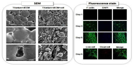 dECM 코팅한 금속 지지체에 세포를 5일간 배양하여 관찰한 결과. 세포가 부착되어 증식하는 모습이 관찰됨
