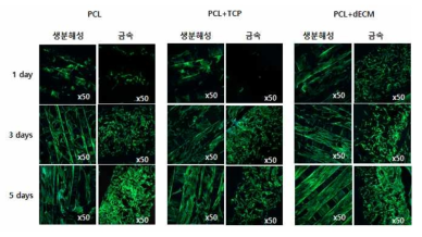 하이브리드 인공지지체에 구성요소인 생분해성 소재와 금속 소재 인공지지체에서 세포의 배양 및 증식이 이뤄지는 모습을 관찰하였음. 1, 3, 5일차에서 세포가 부착되어 증식되는 모습을 관찰할 수 있었음