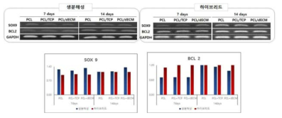 하이브리드 인공지지체의 세포 안정성 평가를 위하여 하이브리드 인공지지체를 제작하여 줄기세표 표지마커의 mRNA발현정도를 비교평가함