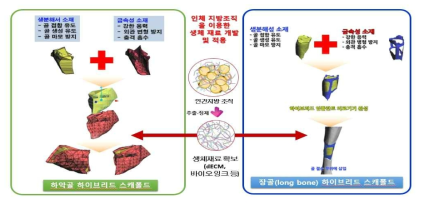 하이브리드 인공지지체 모식도. 하악골 하이브리드 인공지지체 (좌), 장골 하이브리드 인공지지체 모식도(우)