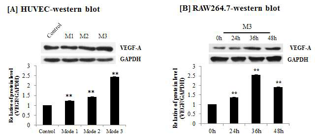 HUVEC cell과 RAW 264.7 cell에서 VEGF 발현 확인