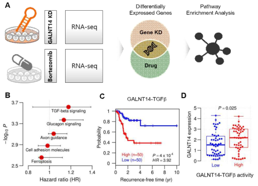 Bortezomib의 약물 작용 기전 분석 (A) 전사체 데이터를 활용한 종양전이 억제 기전 예측의 개요. (B) GALNT14 KD 및 BTZ 에 의해 공통적으로 발현이 저하된 유전자를 기반으로 도출한 농축된 신호전달경로 결과. (C-D) GALNT14-TGFb 시그니처 기반 TCGA 폐암환자의 암재발율 및 GALNT14 발현 분포
