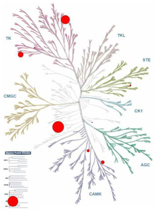 Docking screen을 이용해서 발굴한 신규 ULK1 저해제의 mini-kinase panel assay를 이용한 kinase 저해 profile