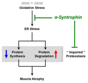 세포 내 단백질 항상성 유지를 통한 신트로핀의 근육감소증 완화 기전 모델