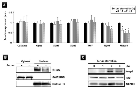 근육감소증 유도에 따른 Nrf2 활성 변화