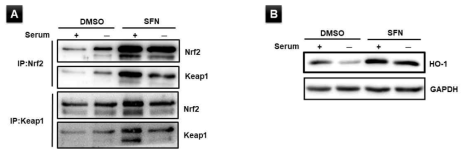 Serum starvation 이전 sulforaphane 처리에 의한 Nrf2 활성의 회복