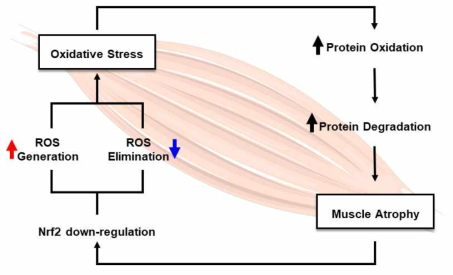 산화스트레스와 근육감소증의 상관관계 모델
