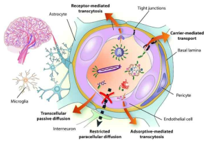 혈뇌장벽(Blood-Brain Barrier)의 구조