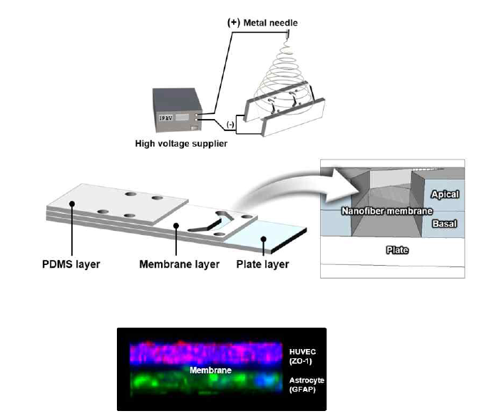 PDMS 인공기저막을 이용한 생체모사 Microfluidics 모델
