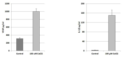 표적세포의 질환 마커로서의 VEGF 및 IL-1β 분비