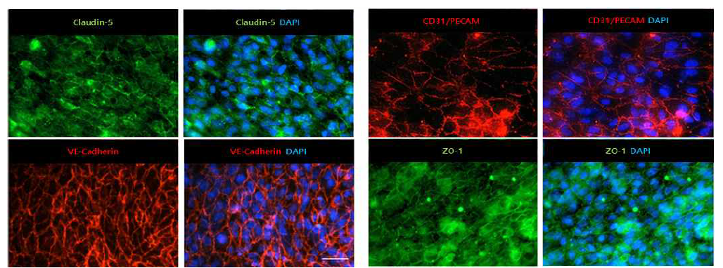 인공기저막 상의 혈관내피세포 배양을 통한 Tight Junction 단백질 발현 (Bar = 50㎛)
