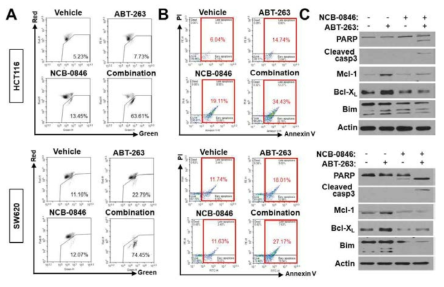 NCB-0846과 ABT-263 병용투여에 의한 apoptosis 증가