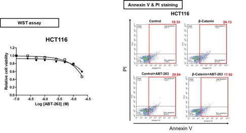 β-catenin 과발현에 의한 ABT-263의 세포사멸 억제